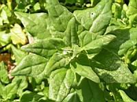 Tetragone - Tetragonia expansa (fam Aizoacees) (3) (Photo F. Mrugala)